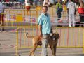 Concurso canino - 88 Concurso canino - 88